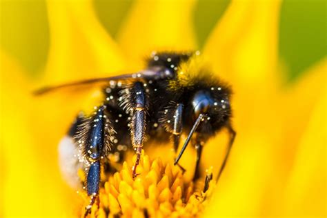The Surprising Ways Birds and Bees Help Each Other Survive